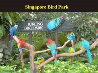 Australia : How about travelling in Singapore?