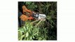 Black & Decker LP1000 Alligator Lopper 4.5 Amp Electric Chain Saw Review