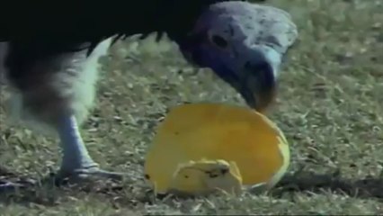 Akbaba Deve Kuşu Yumurtasına saldırıyor