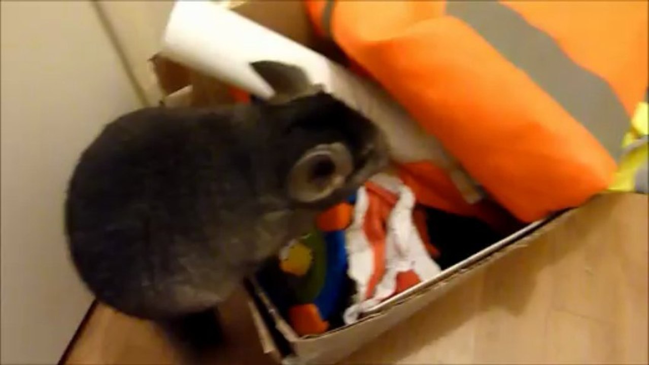 Chinchilla voleur