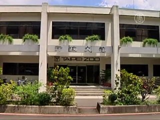 Первое рождение панды на Тайване