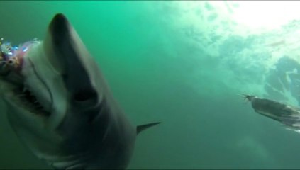 A quoi ressemble une attaque de requin ?