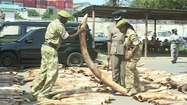 Près de 3,3 tonnes d'ivoire saisies au Kenya