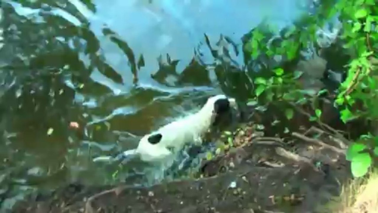 Kessy die Wasserratte