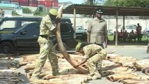 Mais de 3 toneladas de marfim apreendidas no Quênia