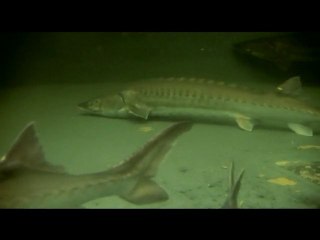 "Le sturio, l'esturgeon de l'estuaire" - Extrait 2 du film  "Grains de folie "