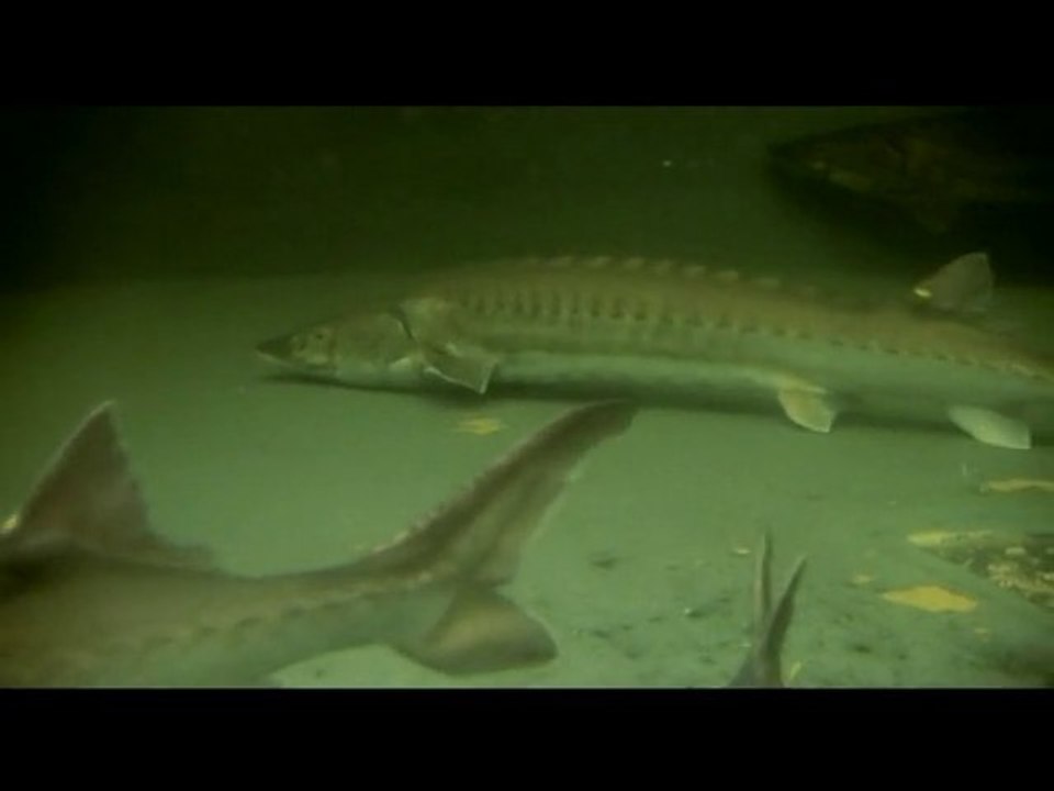 "Le sturio, l'esturgeon de l'estuaire" - Extrait 2 du film  "Grains de folie "