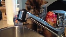 Cat Drinks From Sink