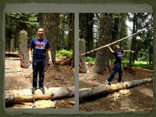 "Sequoia Trees" Great Experience (Vid 8 of 100)