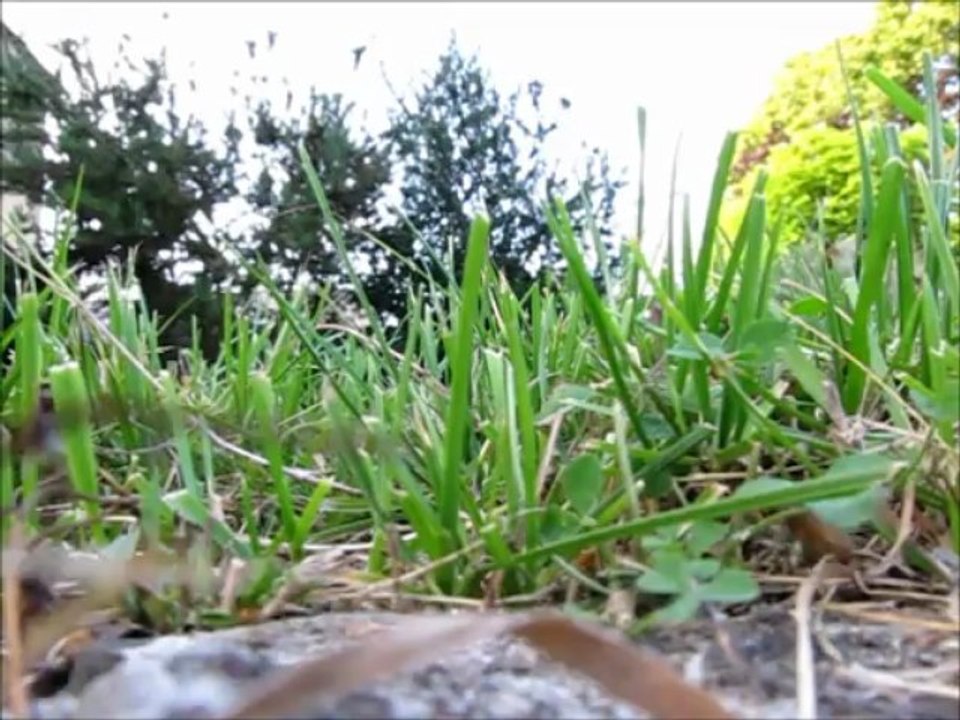 Panique chez les fourmis