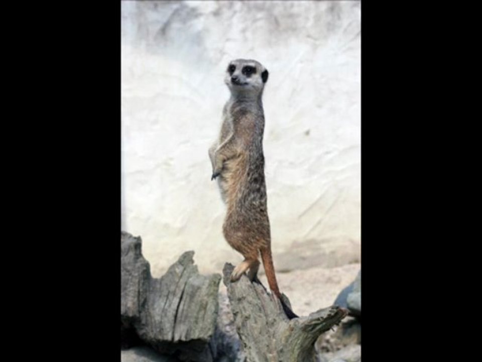 Suricate 2