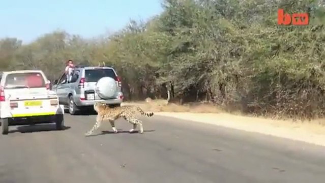 Une antilope saute dans une voiture pour échapper aux guépards
