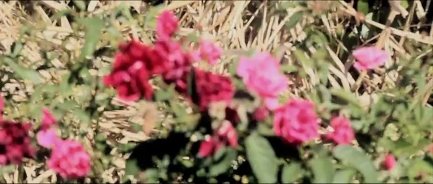 Winston McAnuff & Fixi - Garden Of Love [Clip Officiel]