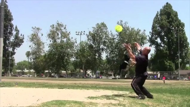 Jumpy the dog - Awesome Dog...