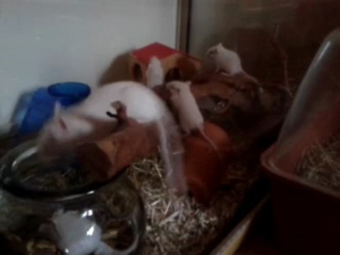 Tsuki & ses petits - Découverte du terrarium (2) (26 jours) - 10/07/2013