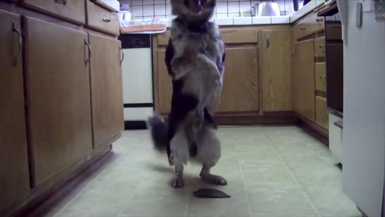 Jumpy le Chien - il saute plus haut que tout les autres!