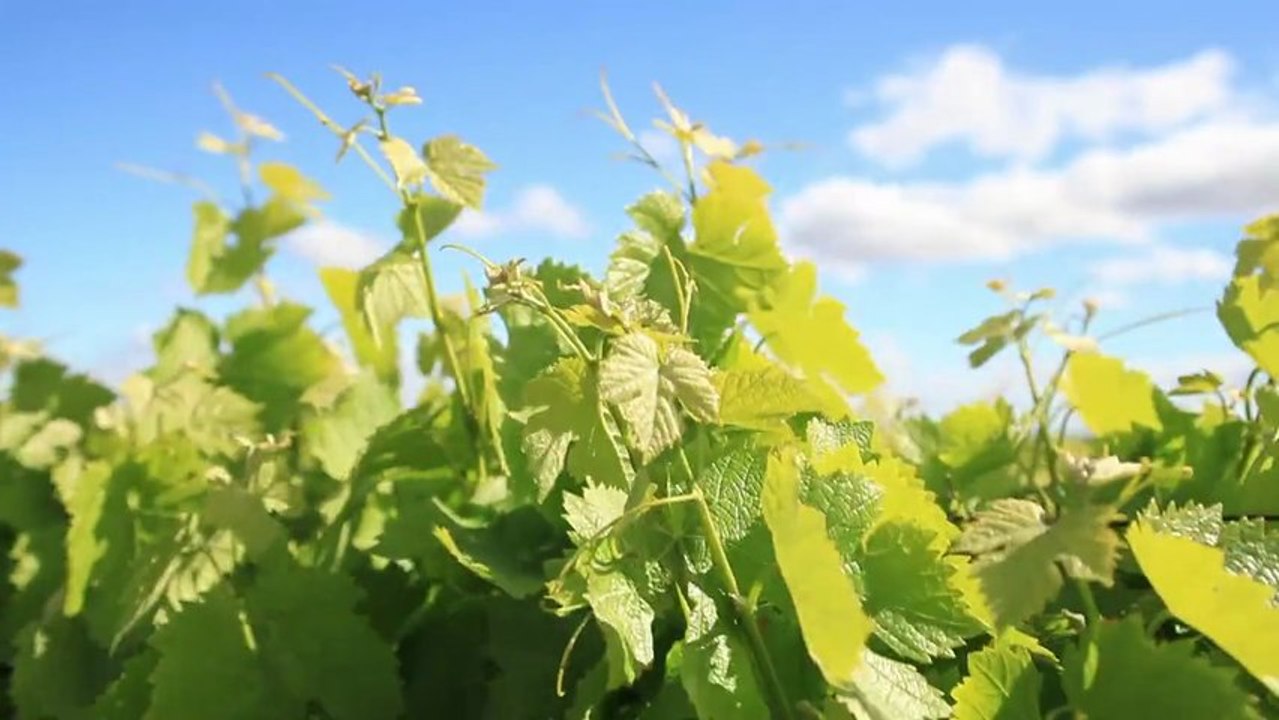 De Vins en Découverte ...