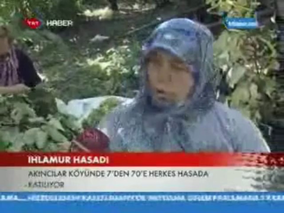 GEYVE AKINCI KÖYÜ IHLAMUR HASADI-TRT HABER