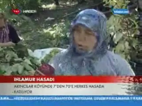 GEYVE AKINCI KÖYÜ IHLAMUR HASADI-TRT HABER