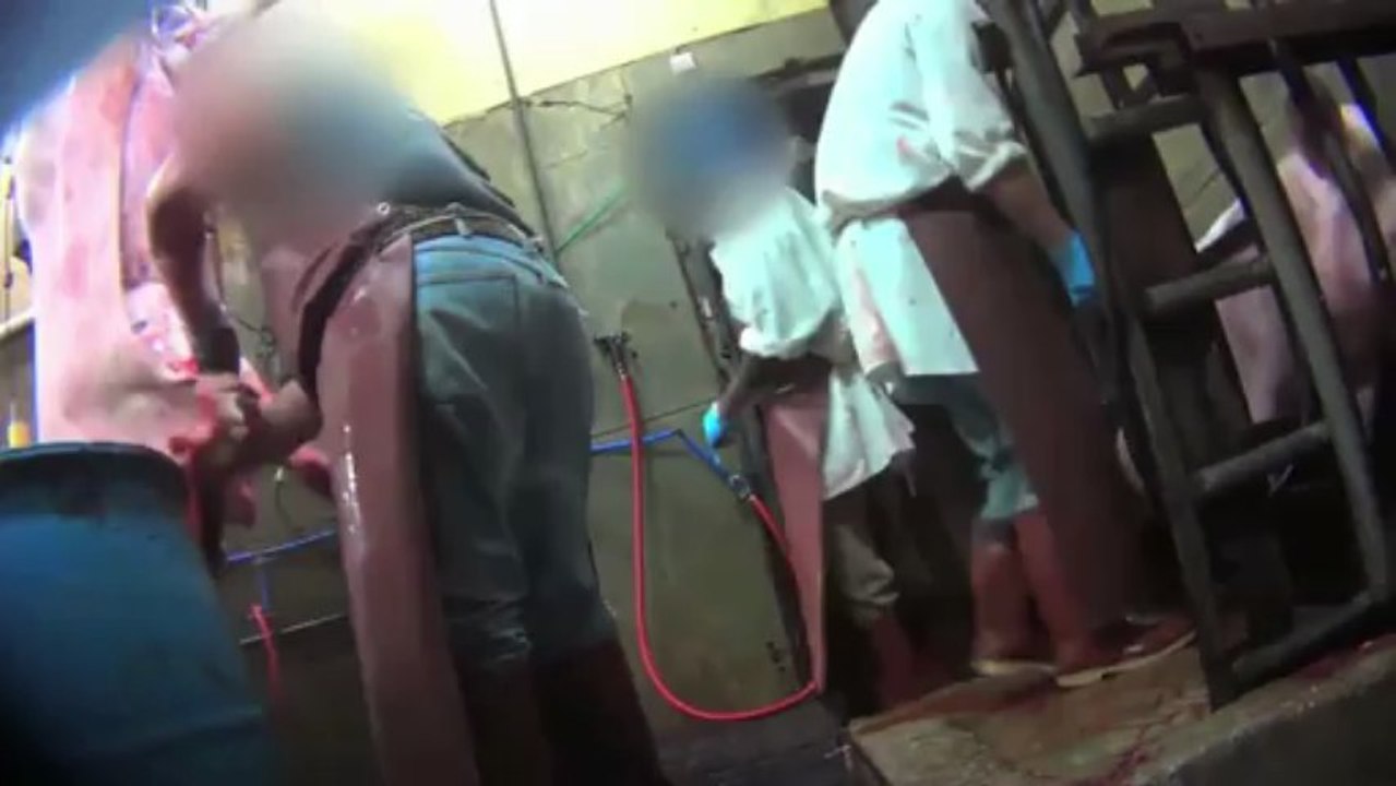 Pigs Electro Shocked in Slaughterhouse