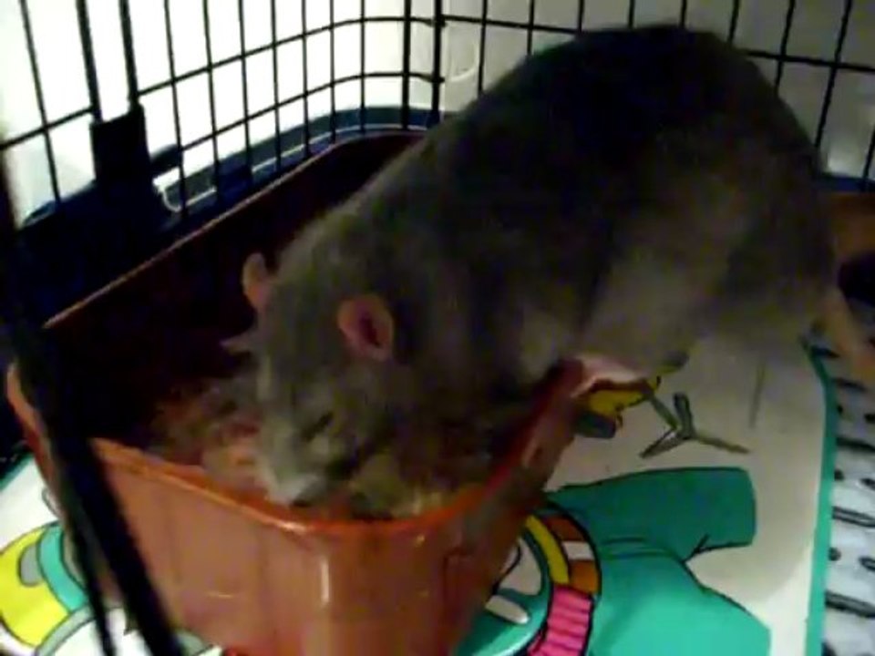 SL271249 - Saphir patauge dans la piscine