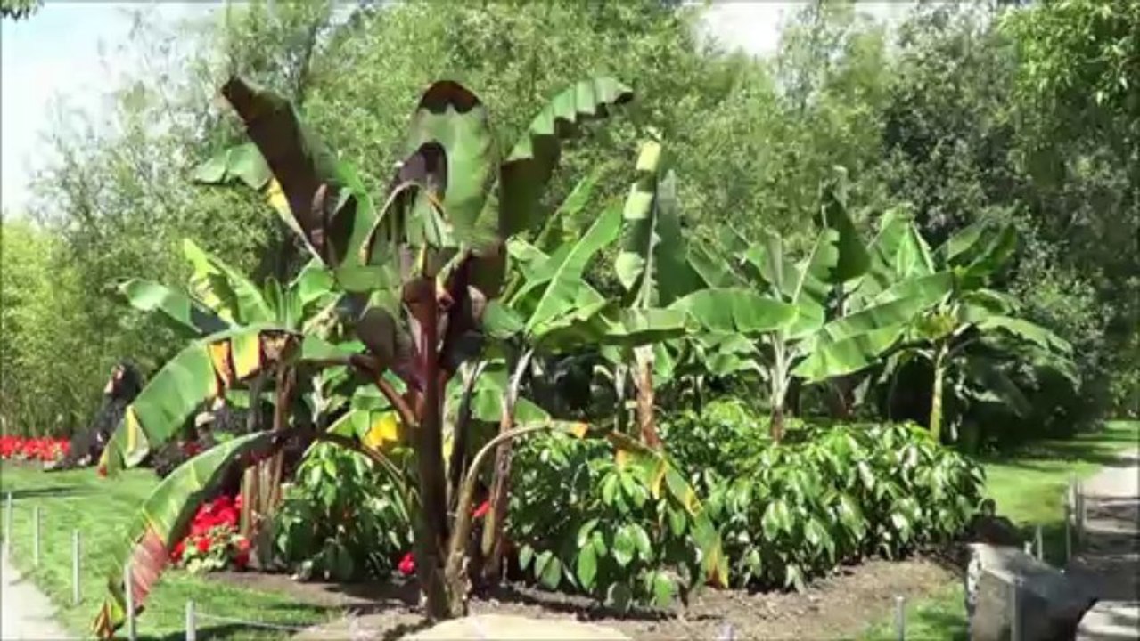 Le jardin botanique de Montréal (deuxième partie) --- (Québec,Canada)