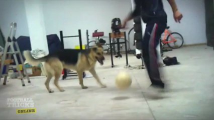 Caños al perro de mi cuñado - trucos de futbol