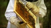 Visite de la ruche parrainée par Conserto