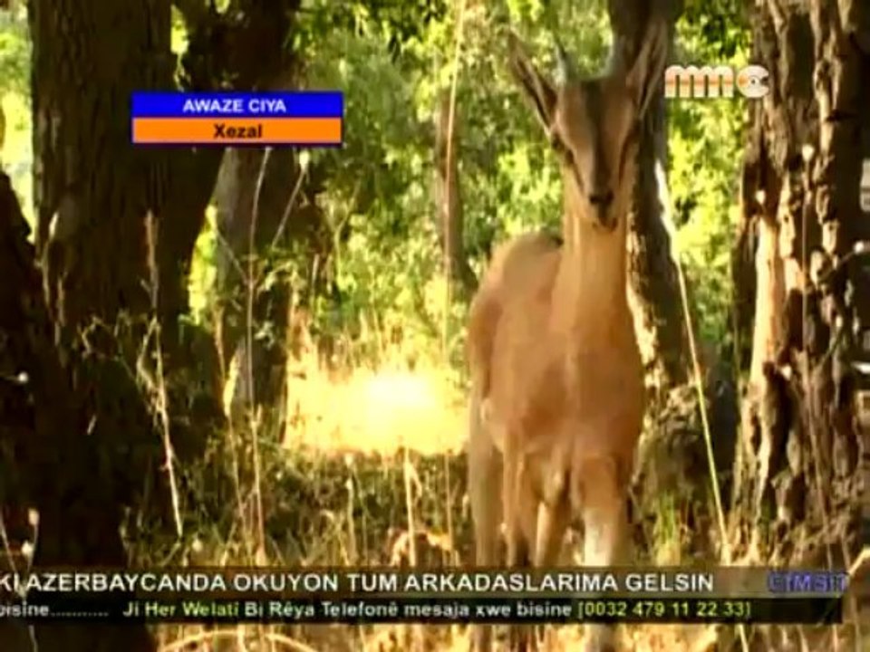 Awaze Ciya Xezal Www.Birsesversen.Com Sohbet