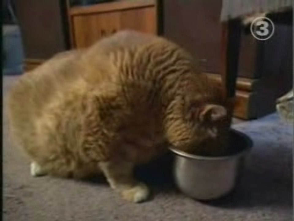 le-plus-gros-chat-du-monde