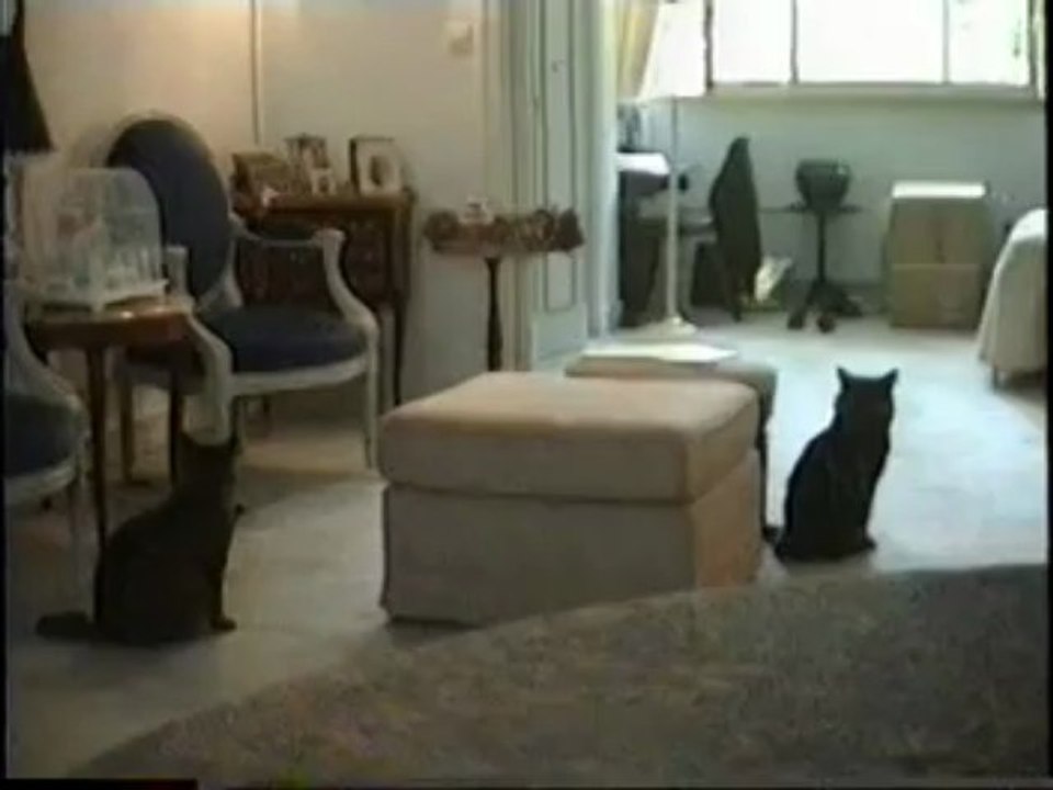 nekodomo part03