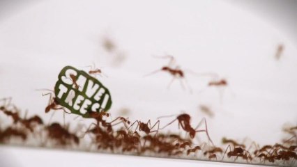 Manifestation de fourmis pour WWF