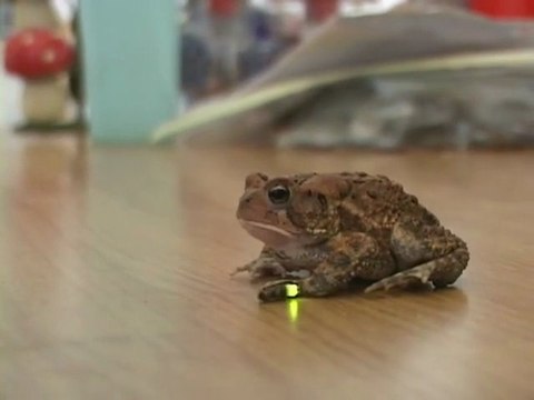 Un crapaud mange des lucioles lumineuses