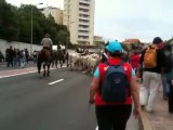 Transhumance du 09 juin 2013 à Marseille