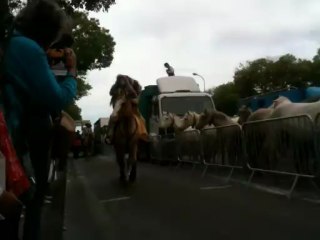 Transhumance du 09 juin 2013 à Marseille
