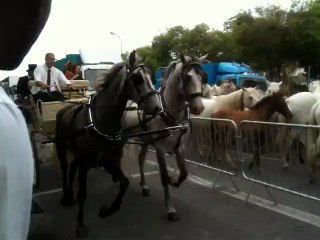 Transhumance du 09 juin 2013 à Marseille