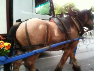 Transhumance du 09 juin 2013 à Marseille