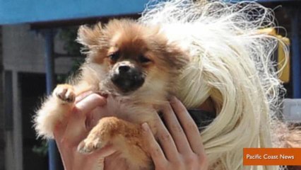 Amanda Bynes Uses Dog As Paparazzi Shield