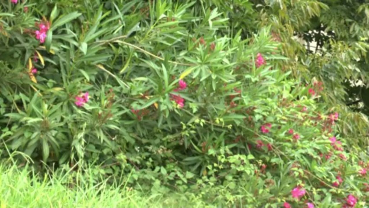 LES W-D.D. M. NEWS - 11 JUILLET 2013 - SCOOP  - DEMONTAGE DE LA GRUE SUR LE  STADE NAUTIQUE ET...