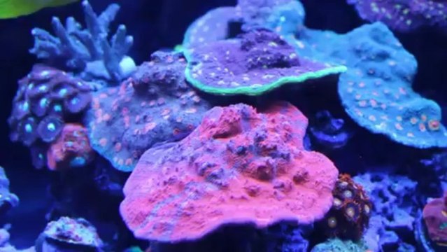 World Wide Corals - Orlando, Florida [Local Fish Store Travel ep. 2]