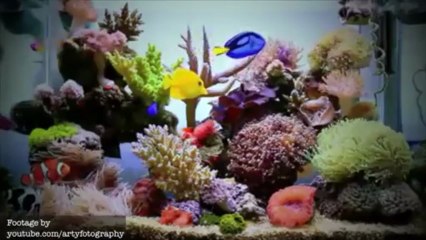 Beginner's Aquarium Guide Ep.1 - Blennies (+Nano News)