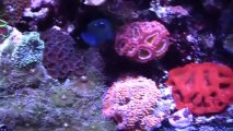 Seth's Beautiful 180 Gallon Reef Aquarium - (Equipment tour is posted)