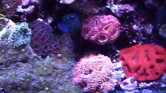 Seth's Beautiful 180 Gallon Reef Aquarium - (Equipment tour is posted)