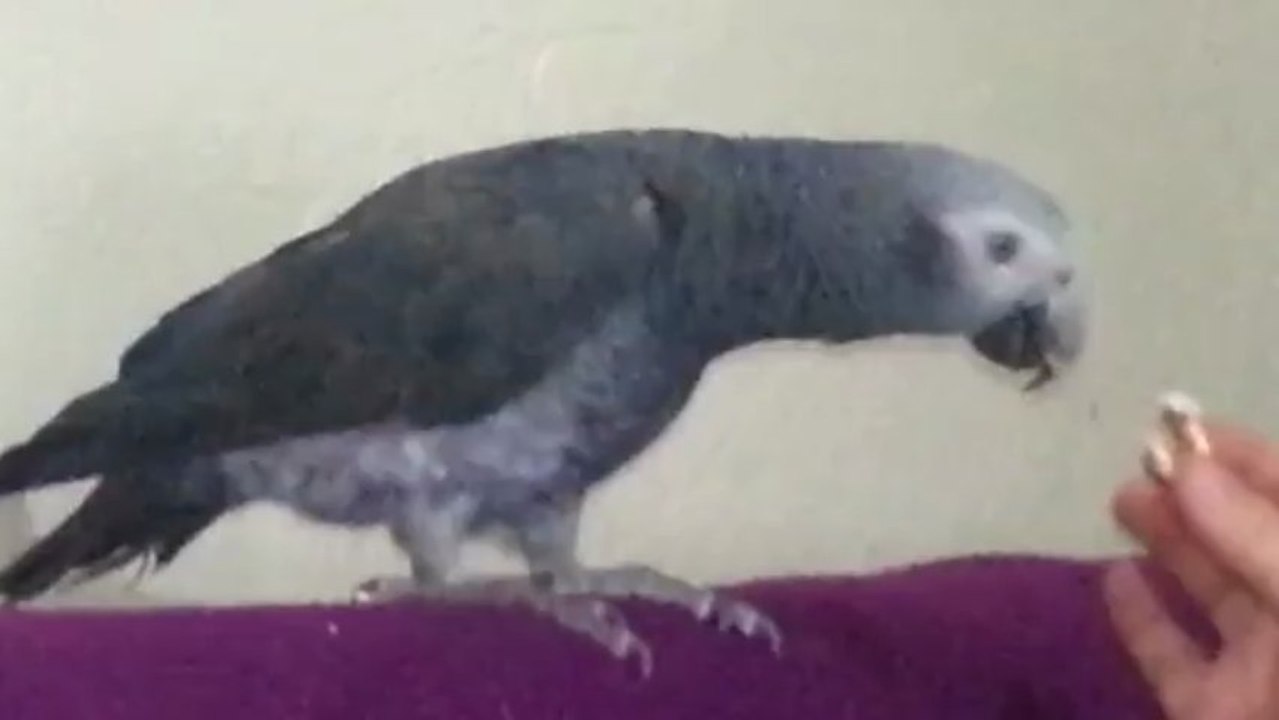 mısırcı rıfkı .)