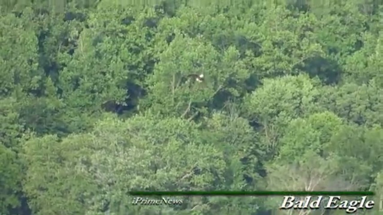 Bald Eagle Flying