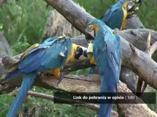 kody do juiced 2 na kase