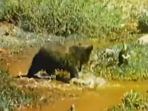 Grizzly Adams 2 Blood Brothers