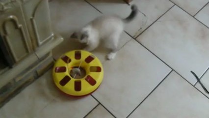 Igor et son nouveau jeu