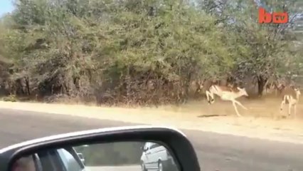 Chassé par deux guépards, un impala saute dans une voiture
