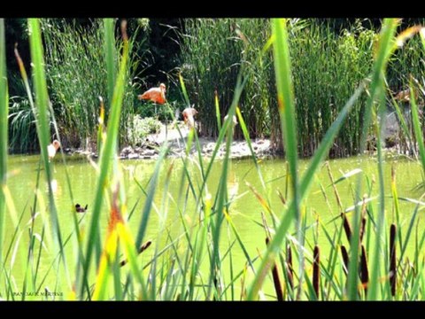 ©PARC AUX OISEAUX PEROUGES N°1 PHOTOS&PHOTOS-PEINTURES MARTINE ANCIAUX©